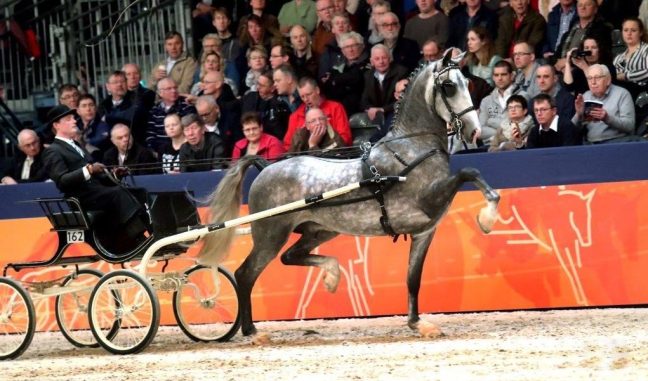 Idol HK Den Bosch 2017