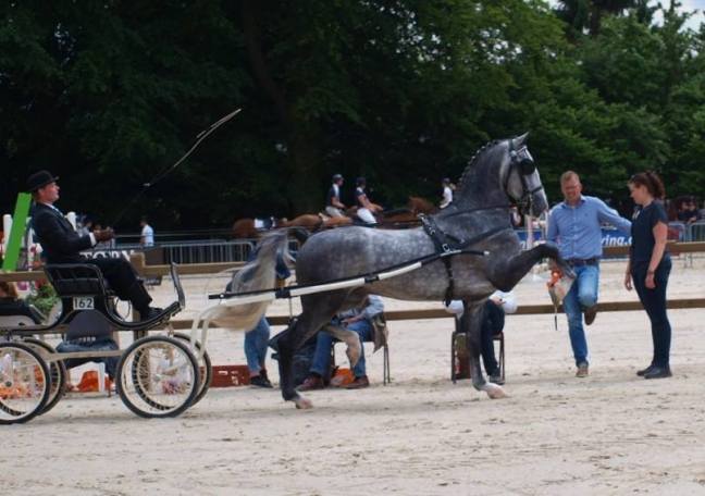 Afstammelingenkeuring Idol op 24&nbsp;augustus