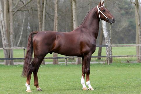 Jesse James goedgekeurd bij het&nbsp;KWPN