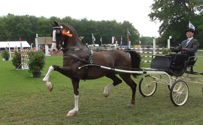 Innovatief wint prestigieuze nieuwelingenrubriek in&nbsp;Bennekom