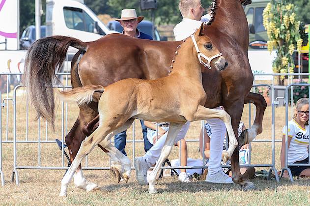 Hertog-Jan en Idol beide met drie nakomelingen vertegenwoordigd op de&nbsp;NVK