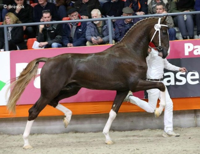 Leffe Blond aangewezen en Dylano 2e in Oregon&nbsp;Trofee!