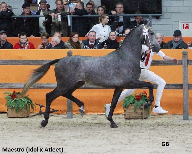 Drie zonen van Idol naar de tweede bezichtiging in Den&nbsp;Bosch