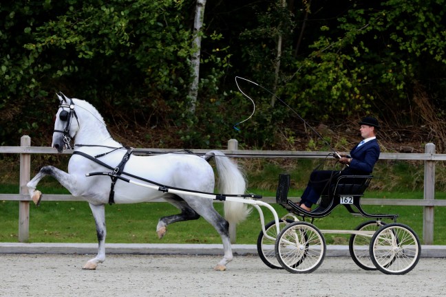 Idol en Dylano winnen in De&nbsp;Wijk