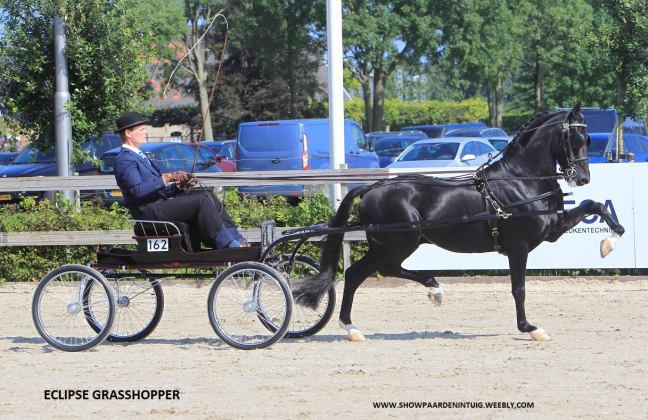 Latino wint in&nbsp;Rijs