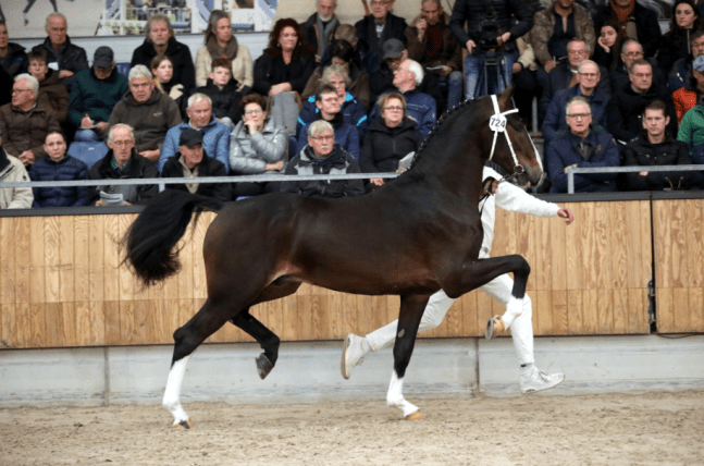 Leffe Blond zoon Rosco aangewezen voor de tweede&nbsp;bezichtiging