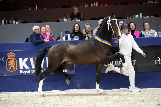 Rosco (Leffe Blond) premiehengst en aangewezen voor het verrichtingsonderzoek!